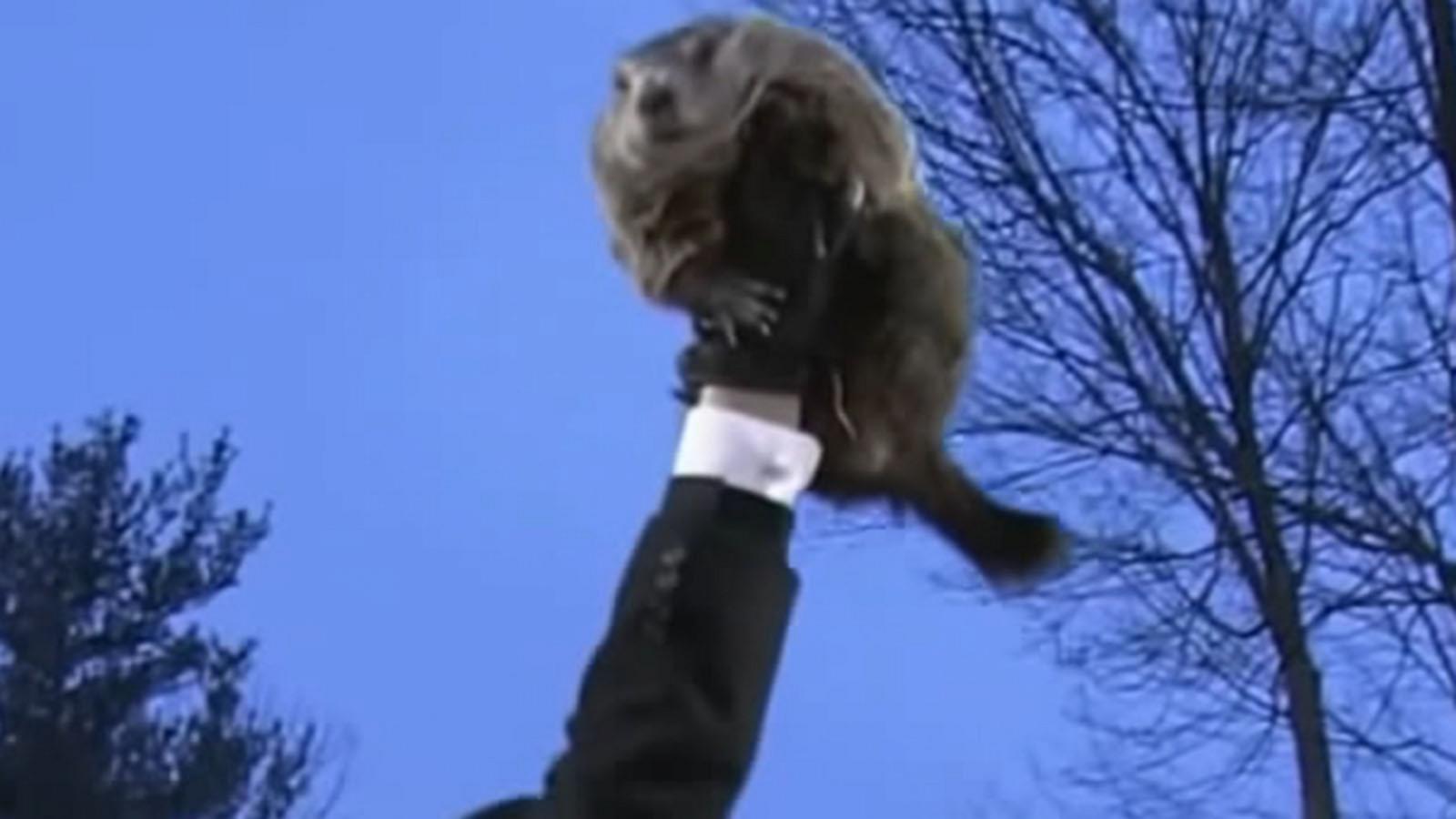 Punxsutawney Phil's Family Celebrates First Birthday Punxsutawney Phil's Family Celebrates First Birthday