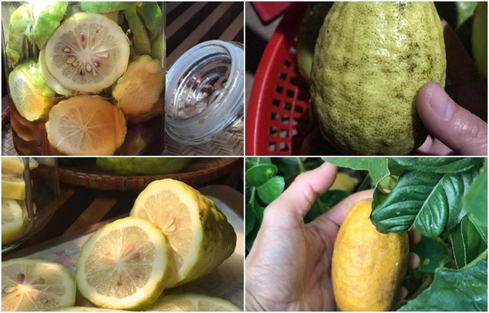 Quả Xưa Ít Ai Biết Đến, Nay Thành Đặc Sản 60.000đ/kg Quả Xưa Ít Ai Biết Đến, Nay Thành Đặc Sản 60.000đ/kg