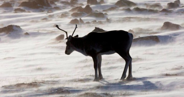 RCMP Investigate Illegal Caribou Hunting Near Manitoba-Nunavut Border RCMP Investigate Illegal Caribou Hunting Near Manitoba-Nunavut Border