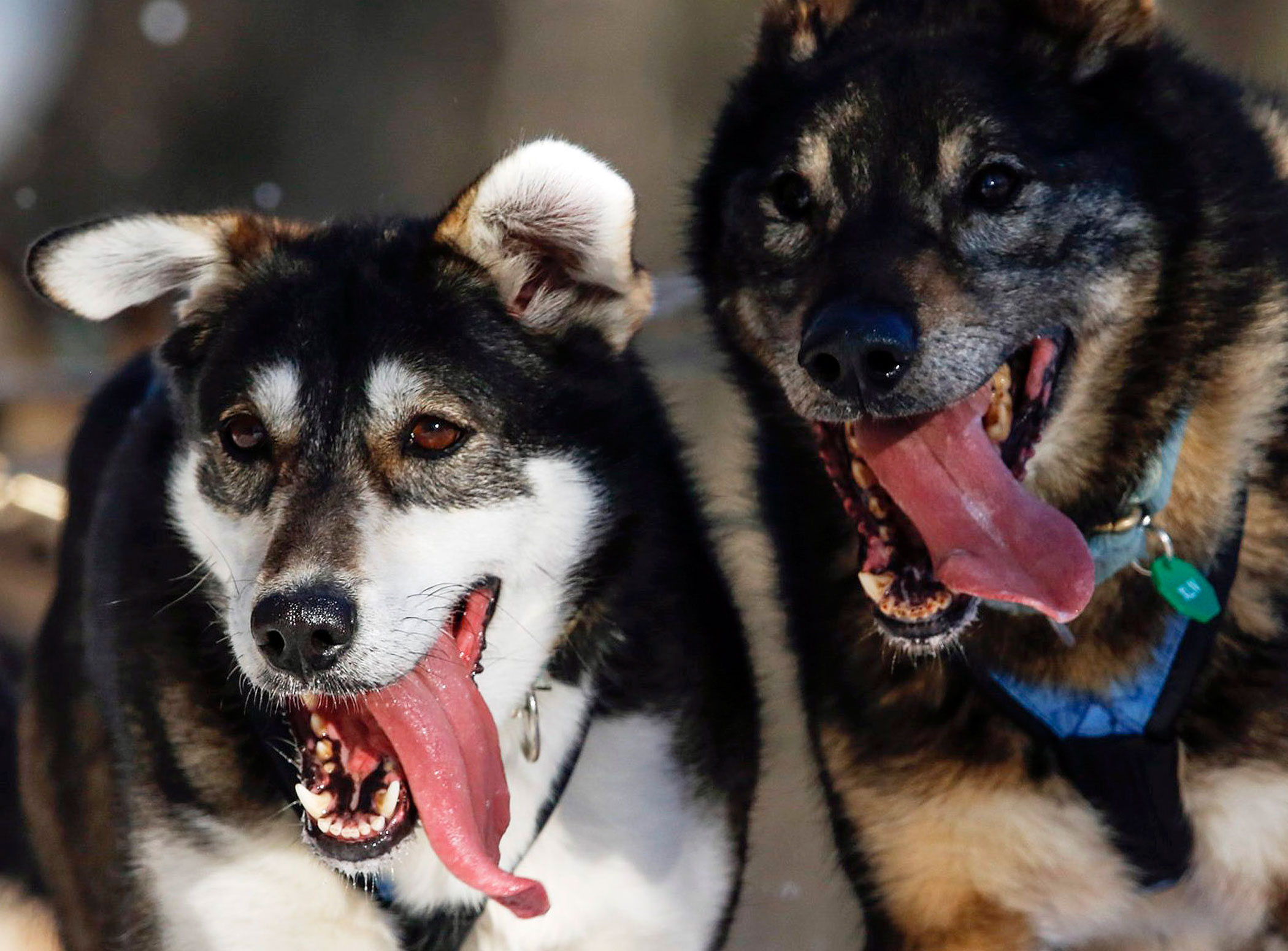 Reaching Nome: The Challenges Faced By 7 First-Time Iditarod Mushers Reaching Nome: The Challenges Faced By 7 First-Time Iditarod Mushers