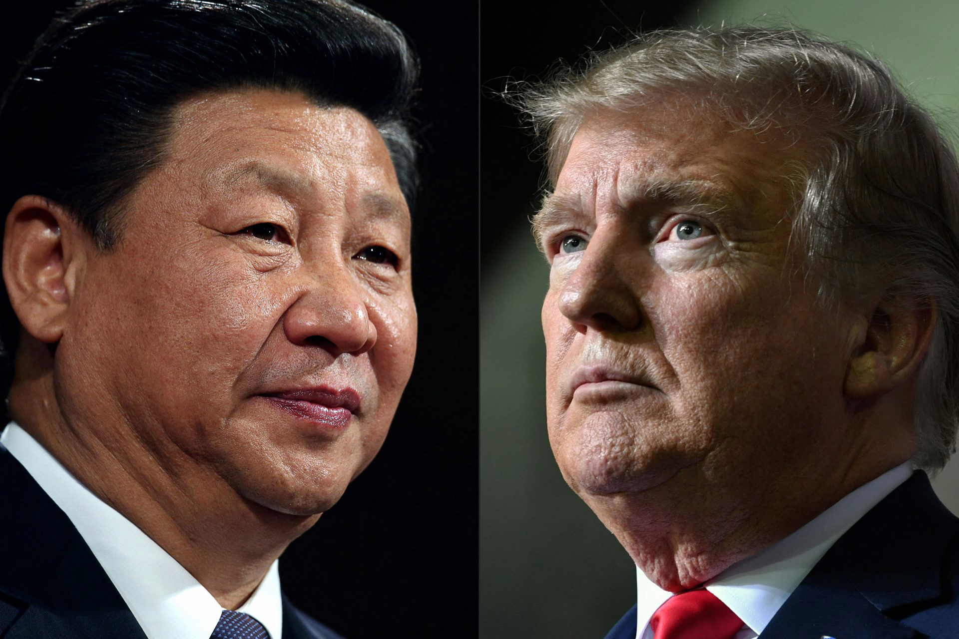 Regalo Presidencial: Tres Toros Uruguayos Parten Hacia China Para Xi Jinping Regalo Presidencial: Tres Toros Uruguayos Parten Hacia China Para Xi Jinping