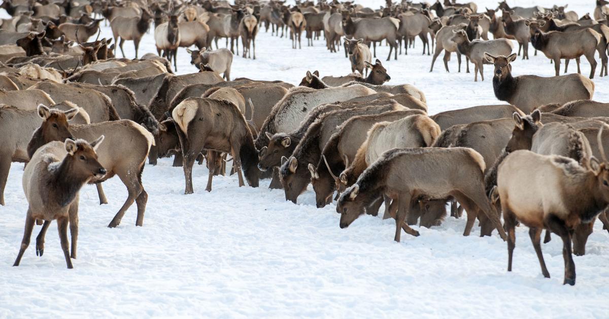 Response To CWD Detection At Jackson Hole Elk Feeding Area Response To CWD Detection At Jackson Hole Elk Feeding Area