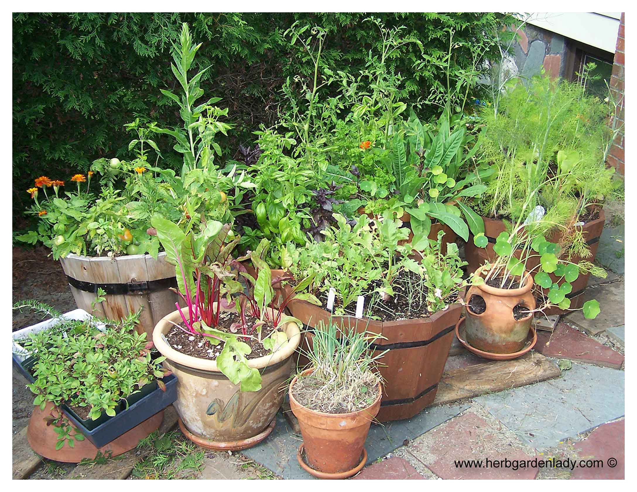Rosemary & Thyme: A Culinary Herb Pair Rosemary & Thyme: A Culinary Herb Pair