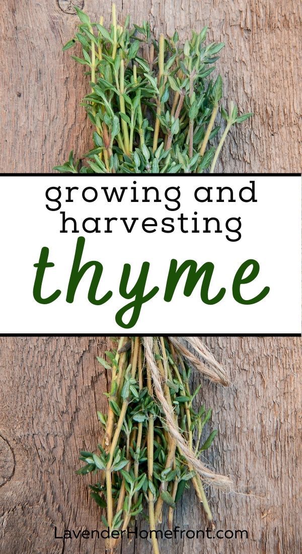 Rosemary & Thyme: Growing, Harvesting, And Preserving Tips Rosemary & Thyme: Growing, Harvesting, And Preserving Tips