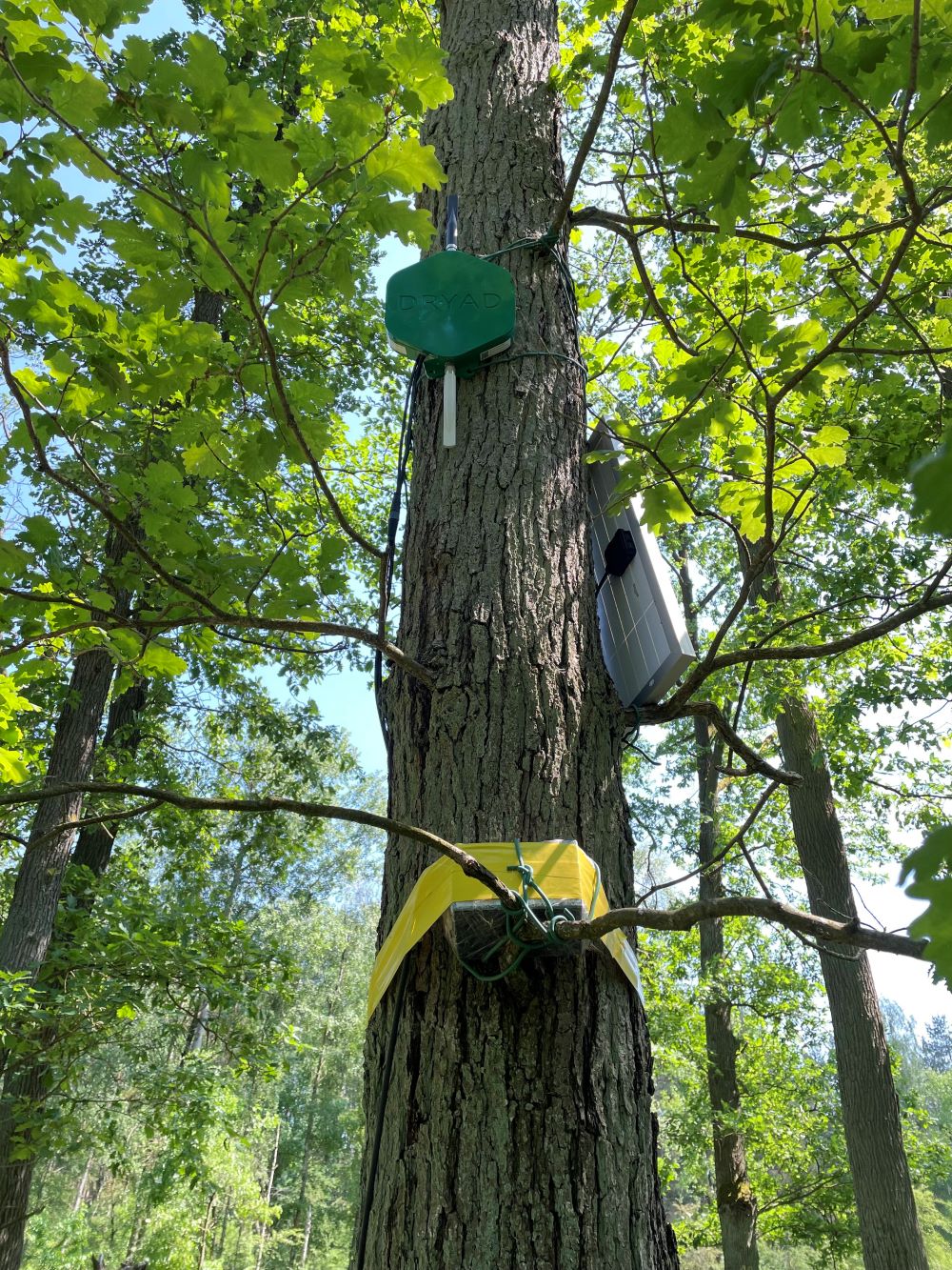Sächsische Schweiz: Sachsenforst Setzt Auf Innovative Sensortechnik Zur Waldbrandfrüherkennung Sächsische Schweiz: Sachsenforst Setzt Auf Innovative Sensortechnik Zur Waldbrandfrüherkennung