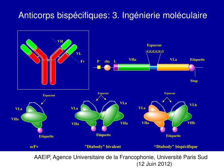 Sanofi Renforce Sa Position Avec L'acquisition Des Anticorps Bispécifiques De Dren Bio Sanofi Renforce Sa Position Avec L'acquisition Des Anticorps Bispécifiques De Dren Bio