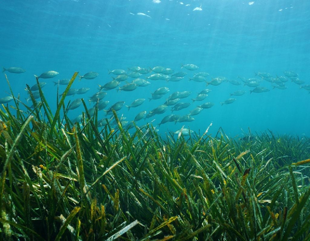Scotland's Coastal Revival: The Importance Of Seagrass Planting Bids Scotland's Coastal Revival: The Importance Of Seagrass Planting Bids