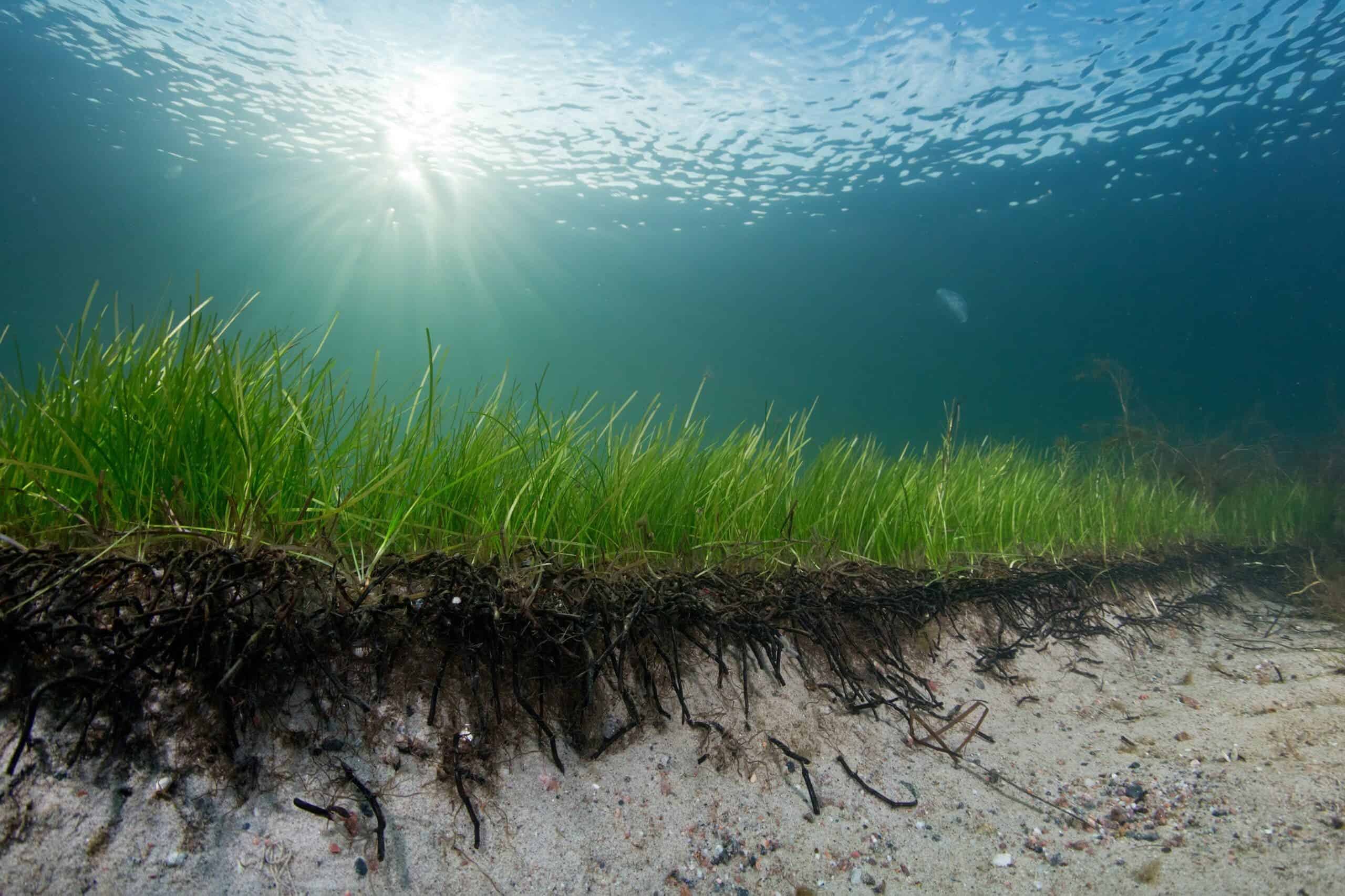 Scotland's Coastal Revival: The Role Of Seagrass Planting Programs Scotland's Coastal Revival: The Role Of Seagrass Planting Programs