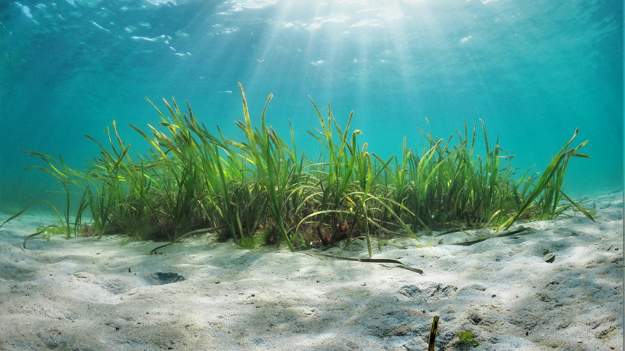 Scotland's Coastal Revival: The Role Of Seagrass Planting Scotland's Coastal Revival: The Role Of Seagrass Planting