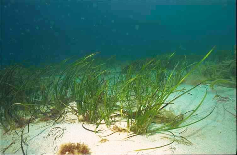 Scottish Coastline Revival: Seagrass Planting Initiatives And Their Impact Scottish Coastline Revival: Seagrass Planting Initiatives And Their Impact