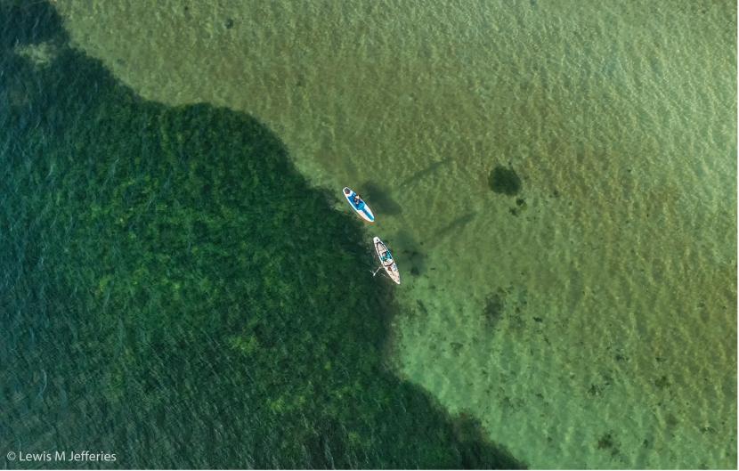 Seagrass: A Key To Coastal Restoration In Scotland Seagrass: A Key To Coastal Restoration In Scotland