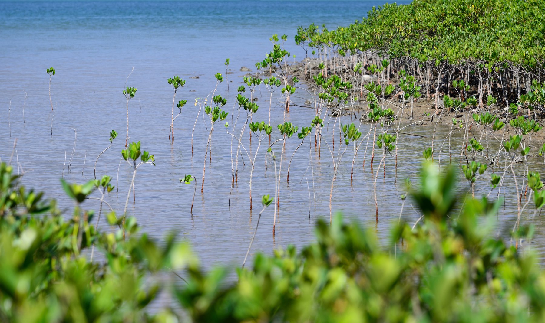 Seagrass Planting: A Key Strategy For Scottish Coastal Restoration Seagrass Planting: A Key Strategy For Scottish Coastal Restoration