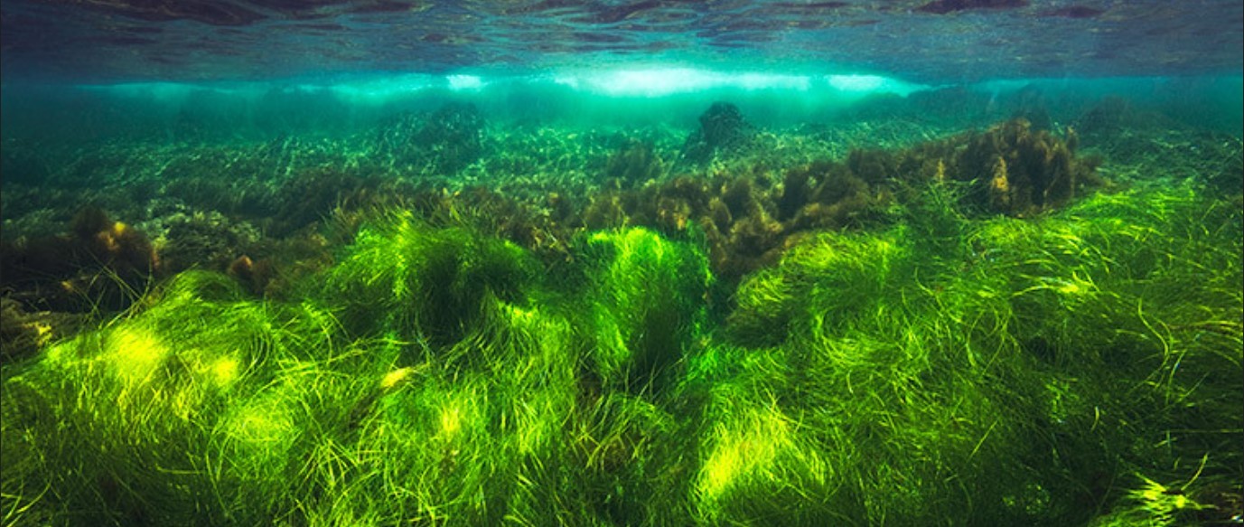 Seagrass Planting Projects: Restoring Scotland's Coastline Seagrass Planting Projects: Restoring Scotland's Coastline