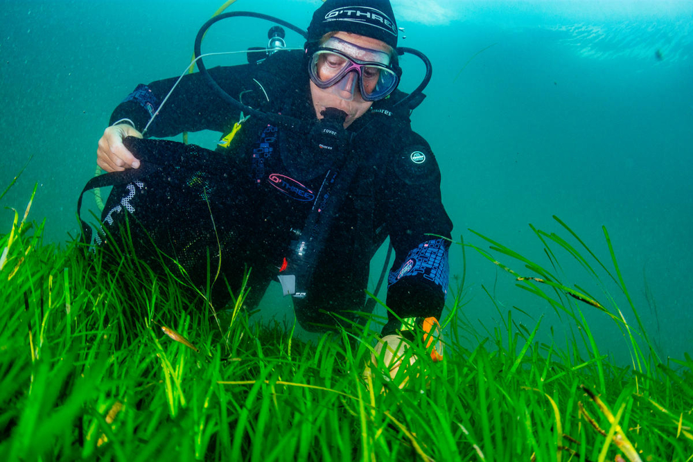 Seagrass Restoration: Bids And Projects Along Scotland's Coast Seagrass Restoration: Bids And Projects Along Scotland's Coast