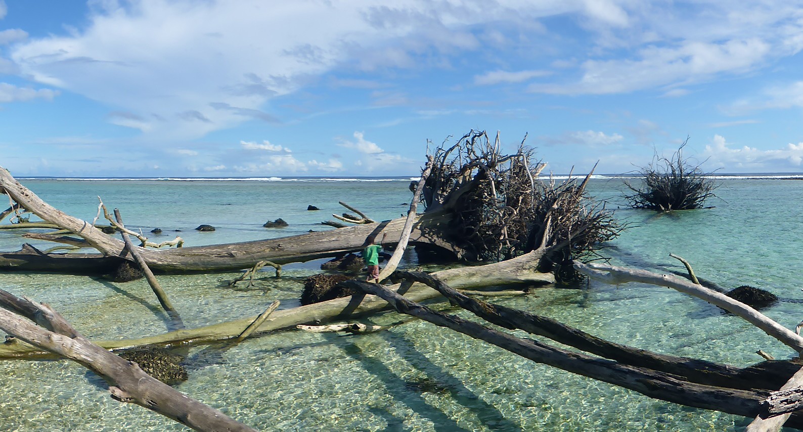 Seagrass Restoration Bids: Revitalizing Scotland's Coastal Habitats Seagrass Restoration Bids: Revitalizing Scotland's Coastal Habitats