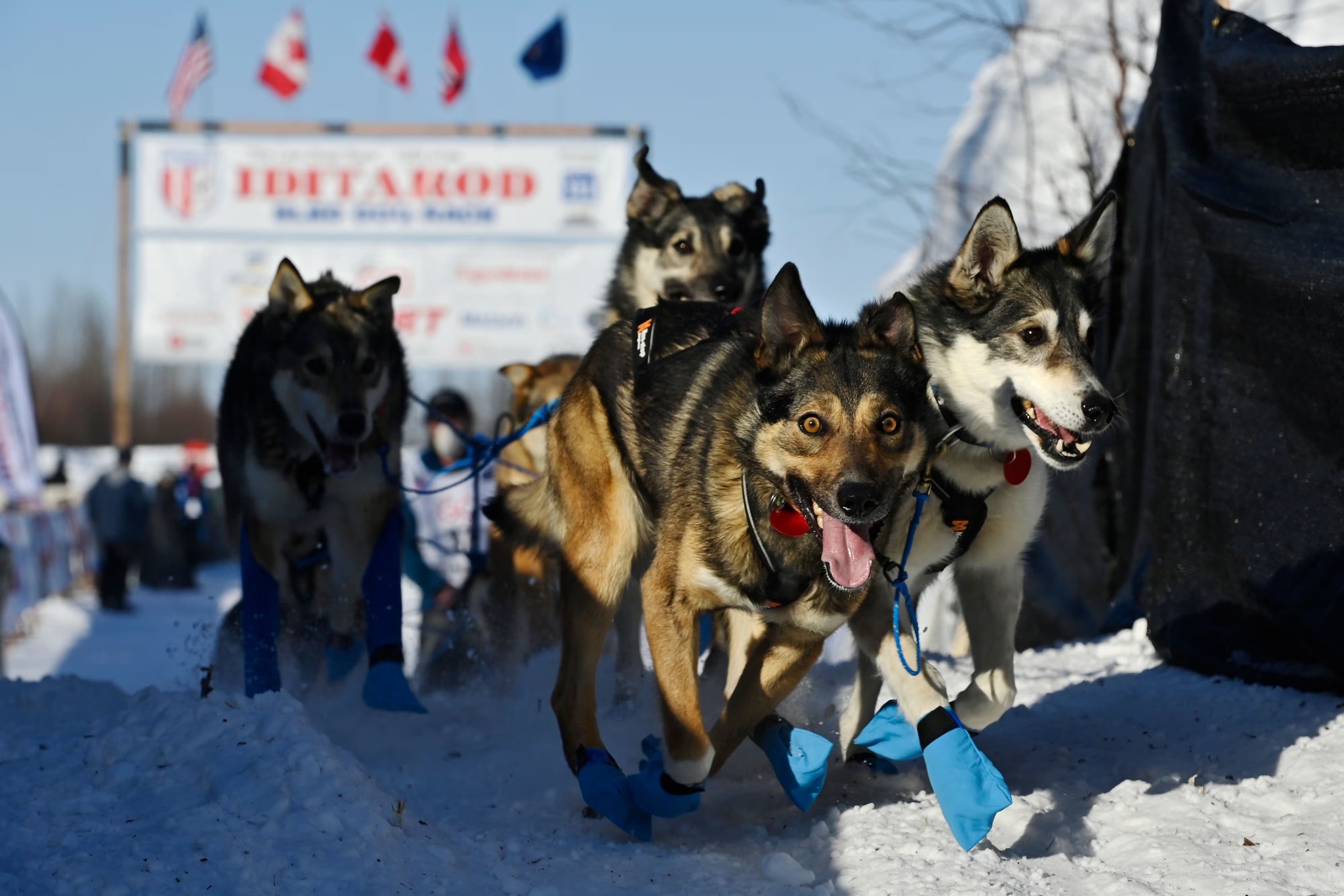 Seven Iditarod Newcomers Race To Nome: Their Stories And Challenges Seven Iditarod Newcomers Race To Nome: Their Stories And Challenges