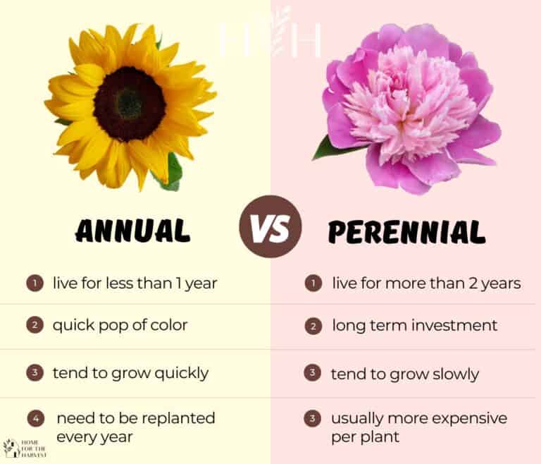 Should You Plant Annuals Or Perennials? The Ultimate Comparison Should You Plant Annuals Or Perennials? The Ultimate Comparison