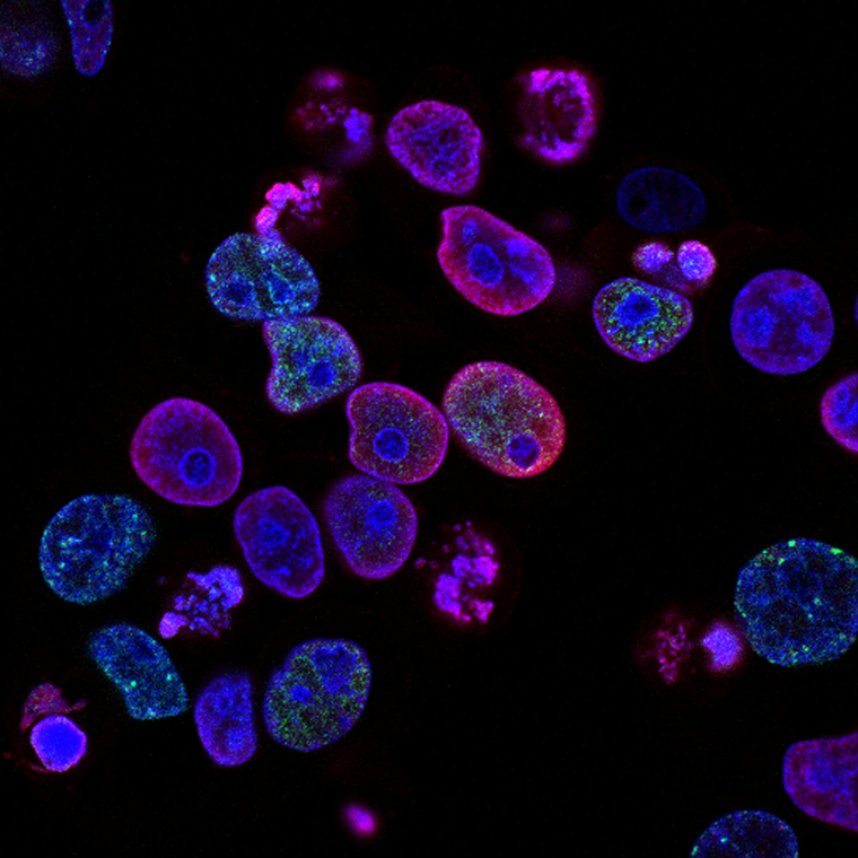 Should You Take Ozempic? A Comprehensive Guide To GLP-1 Receptor Agonists Should You Take Ozempic? A Comprehensive Guide To GLP-1 Receptor Agonists