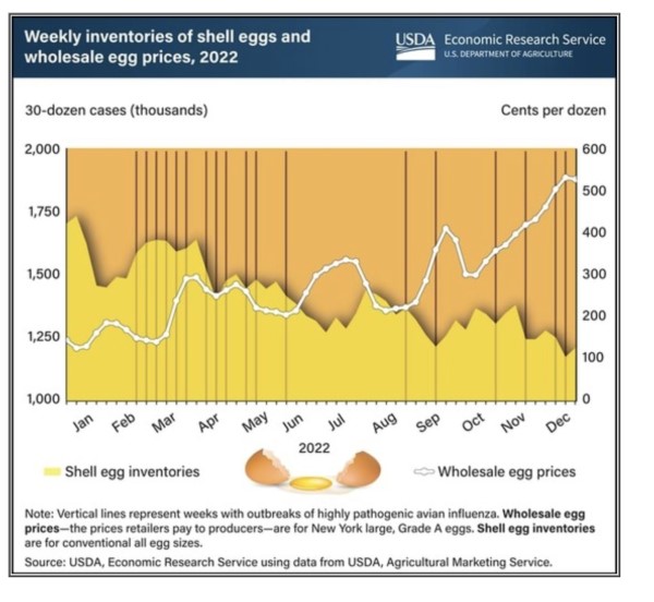 Significant Drop In US Egg Prices: Dozens Now Available For $5 Significant Drop In US Egg Prices: Dozens Now Available For $5