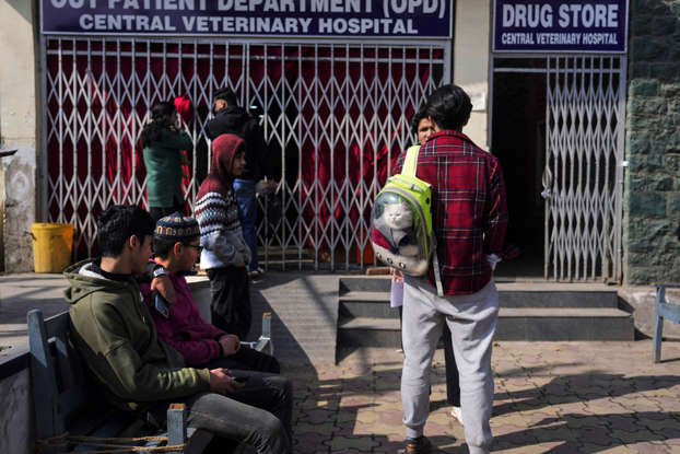 Social Media Frenzy: Kashmir Cat Owners On High Alert Social Media Frenzy: Kashmir Cat Owners On High Alert