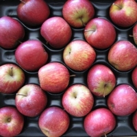 South Africa: The New Leading Exporter Of Apples South Africa: The New Leading Exporter Of Apples