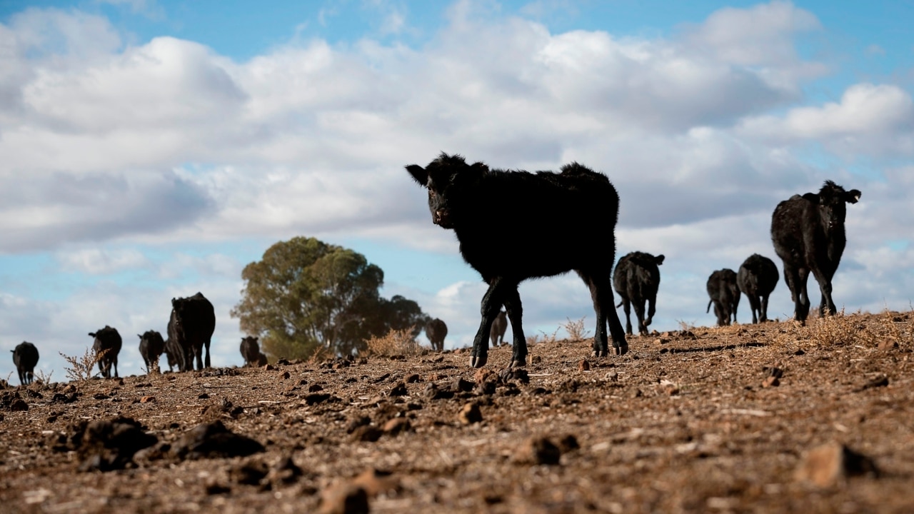 South Australian Farmers Seek Support As Kangaroo Numbers Strain Drought-Stricken Land South Australian Farmers Seek Support As Kangaroo Numbers Strain Drought-Stricken Land