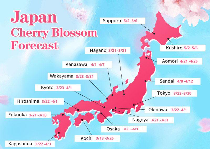 Springwatch In Japan: Cherry Blossom Season Guide Springwatch In Japan: Cherry Blossom Season Guide