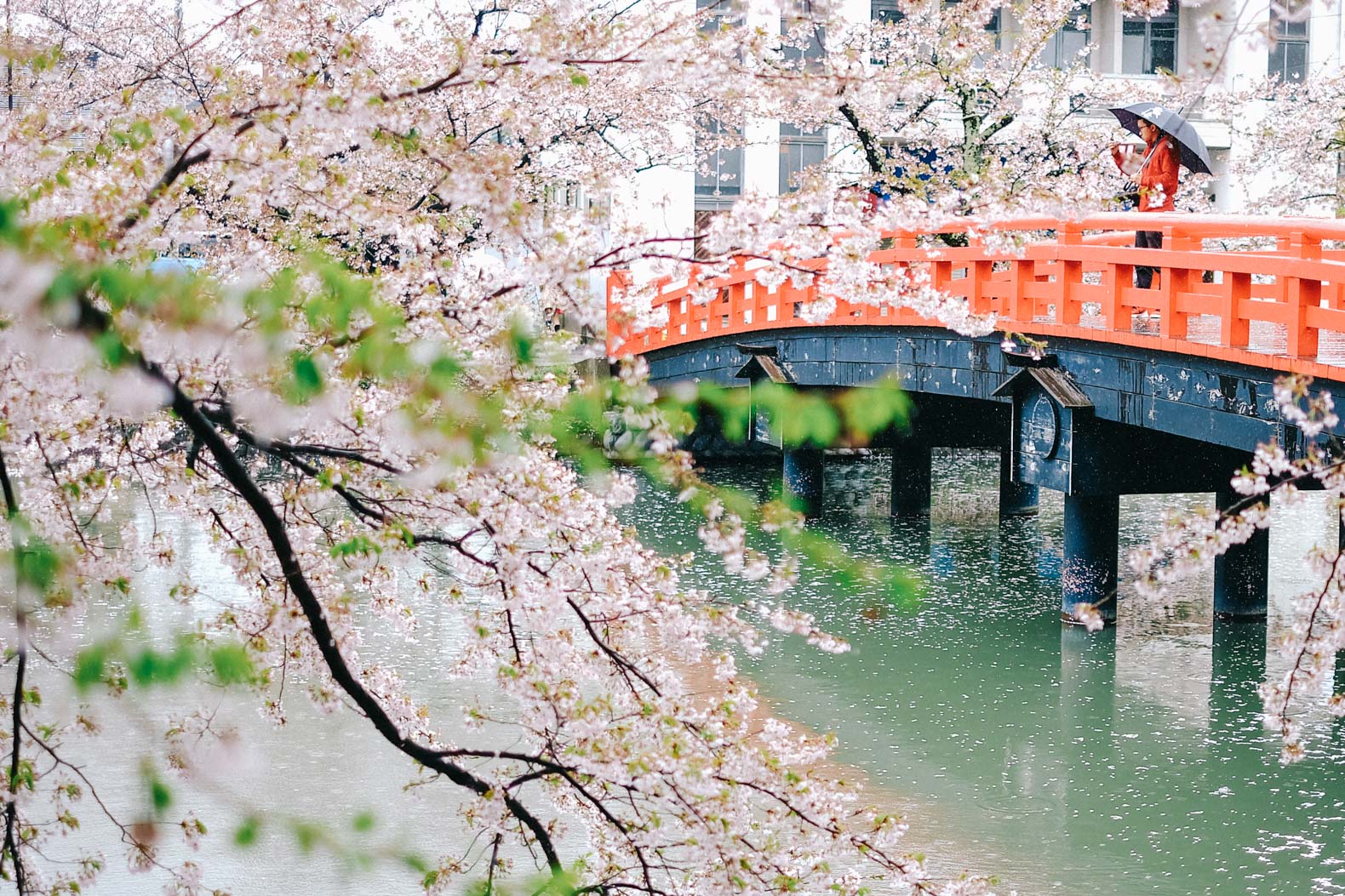 Springwatch Japan: The Ultimate Guide To Cherry Blossom Viewing Springwatch Japan: The Ultimate Guide To Cherry Blossom Viewing