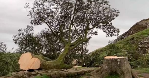 Sycamore Gap Tree Vandalism: Two Men Found Guilty Sycamore Gap Tree Vandalism: Two Men Found Guilty