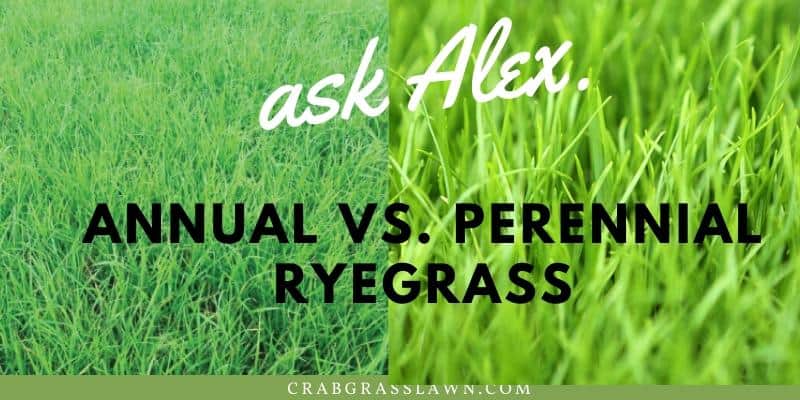 The Annual Vs. Perennial Debate: Selecting Flowers For Your Garden The Annual Vs. Perennial Debate: Selecting Flowers For Your Garden