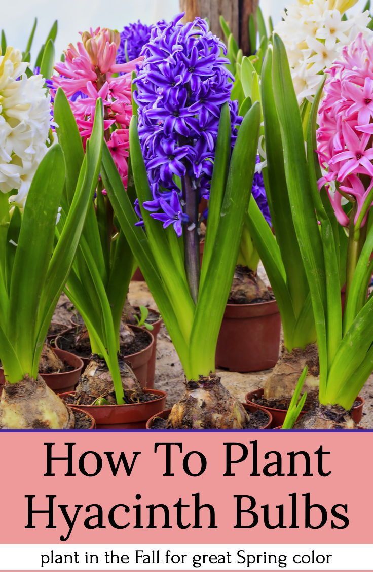 The Best Time To Plant Hyacinth Bulbs For Stunning Flowers The Best Time To Plant Hyacinth Bulbs For Stunning Flowers
