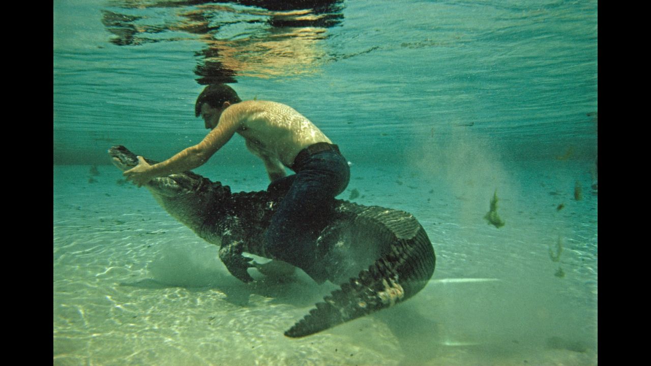 The Challenges Of Filming Alligators In Florida Springs The Challenges Of Filming Alligators In Florida Springs