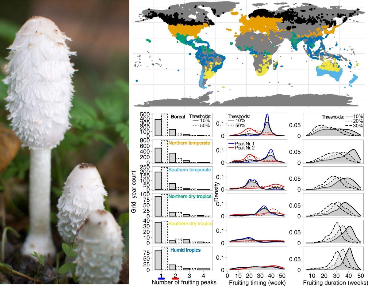 The Expanding Threat Of Internal Fungal Infections Due To Climate Change The Expanding Threat Of Internal Fungal Infections Due To Climate Change