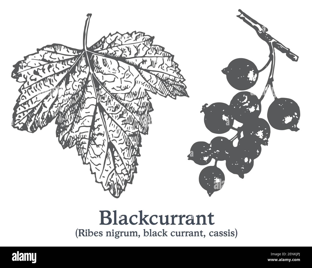 The History And Cultural Significance Of Cassis Blackcurrant The History And Cultural Significance Of Cassis Blackcurrant