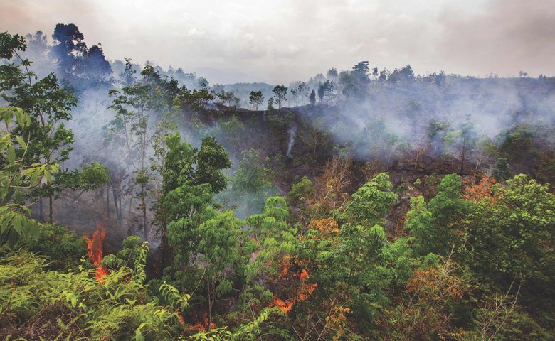 The Impact Of Wildfires On Record Global Forest Loss The Impact Of Wildfires On Record Global Forest Loss
