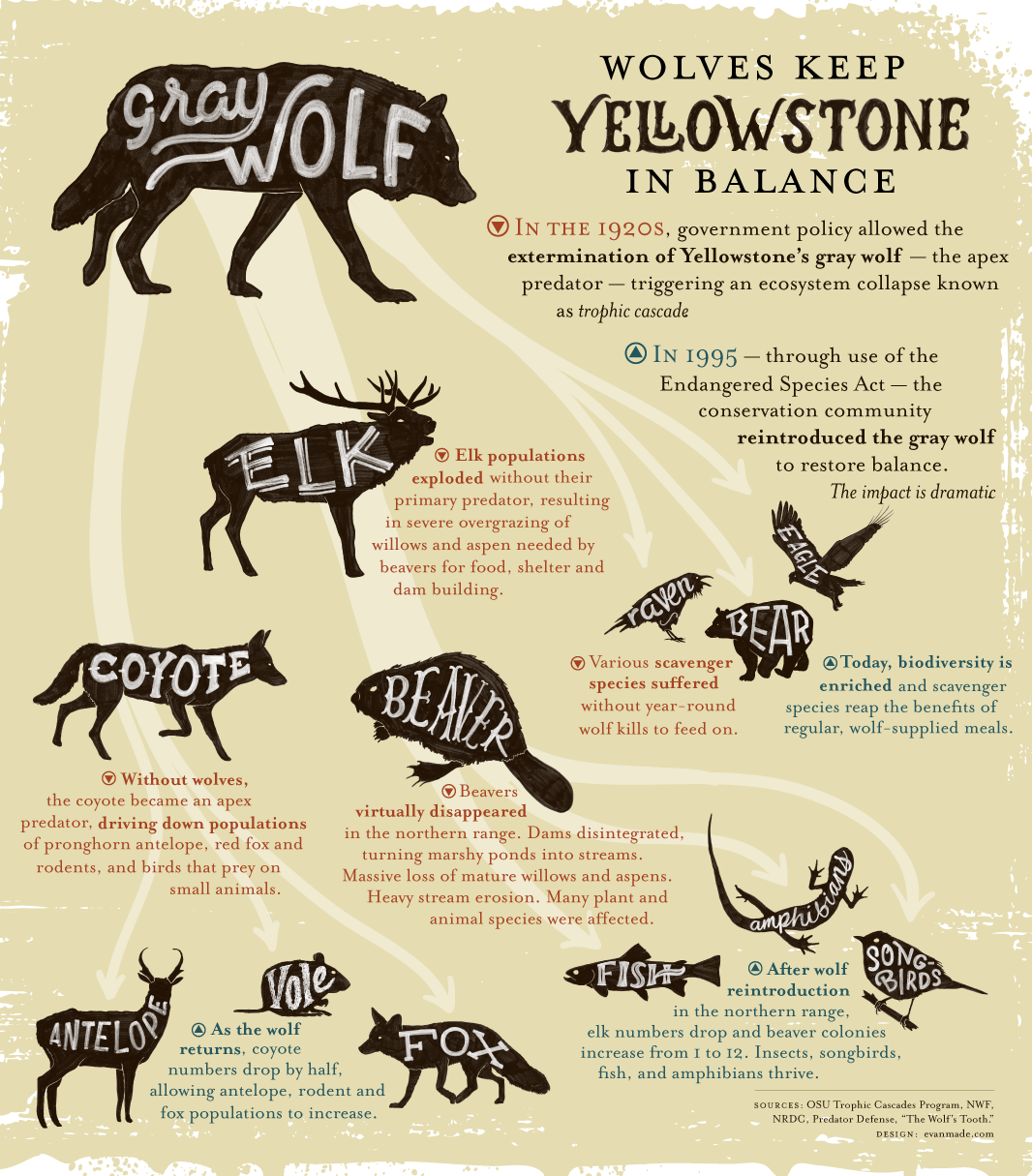 The Increasing Problem Of Wolves In Barton's North State The Increasing Problem Of Wolves In Barton's North State