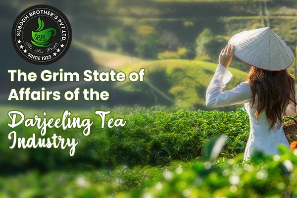 The Uncertain Future Of Darjeeling's Tea Industry The Uncertain Future Of Darjeeling's Tea Industry