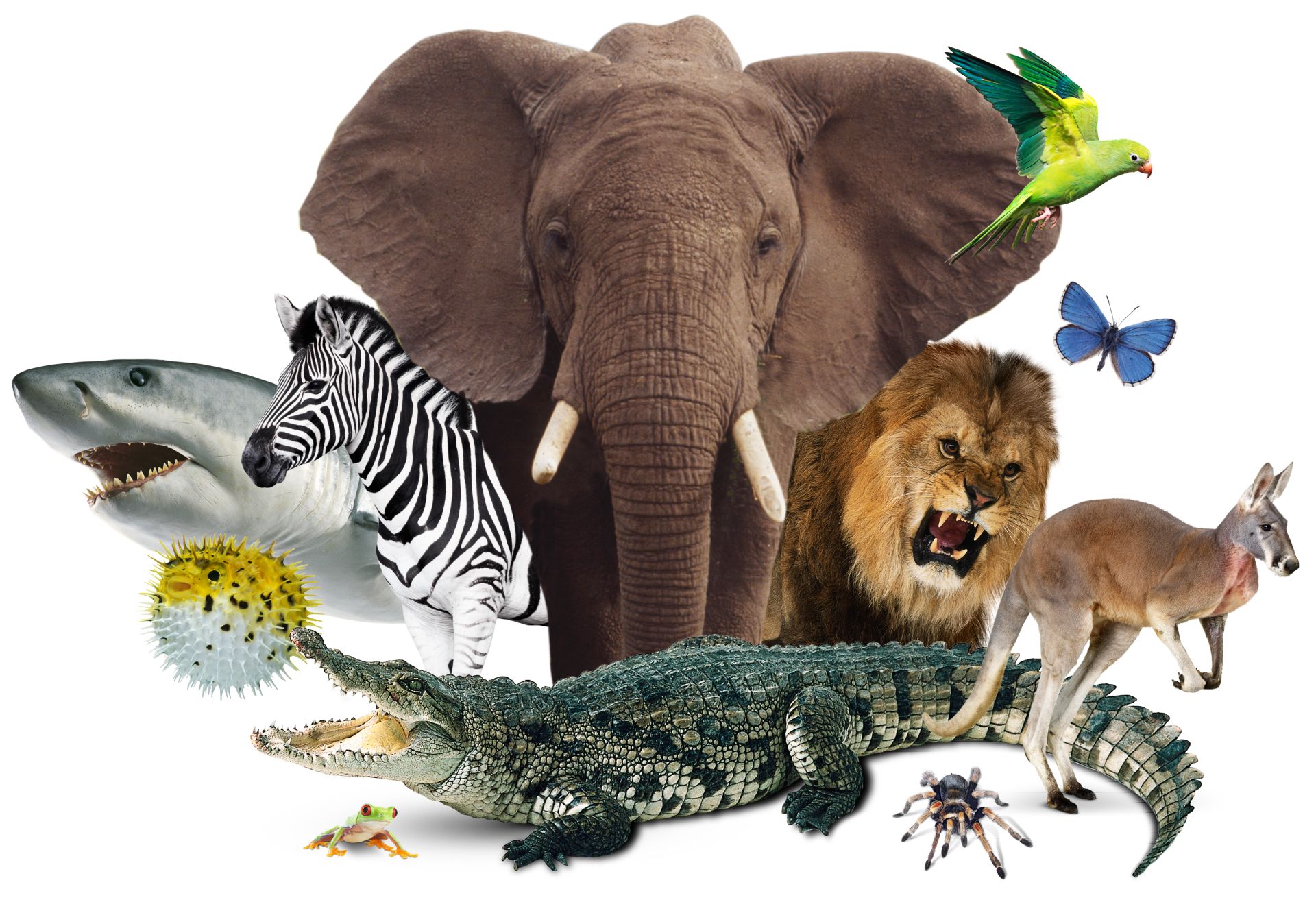 The Wonder Of Animals: Exploring The Diverse Animal Kingdom The Wonder Of Animals: Exploring The Diverse Animal Kingdom