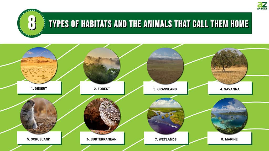 The Wonder Of Animals: Their Habitats, Behaviors, And Importance The Wonder Of Animals: Their Habitats, Behaviors, And Importance