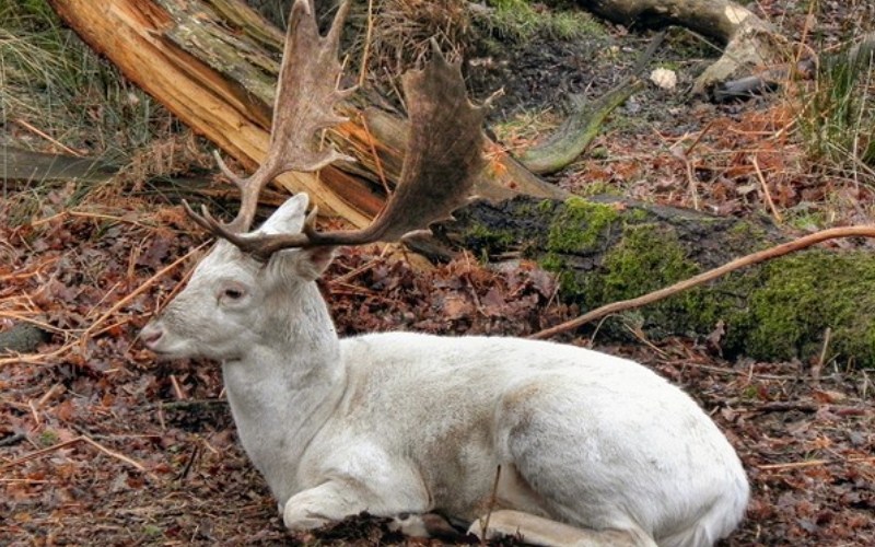 Torched Alive: Wildfires And The Extinction Of Rare UK Wildlife Torched Alive: Wildfires And The Extinction Of Rare UK Wildlife