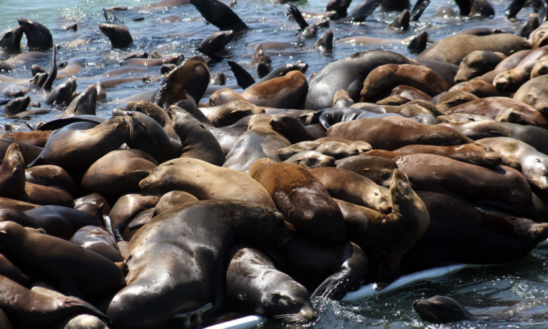Toxic Algae Bloom: Devastating California Coast Marine Life Toxic Algae Bloom: Devastating California Coast Marine Life