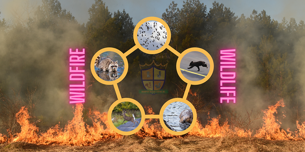 UK's Rarest Wildlife: The Devastating Impact Of Wildfires UK's Rarest Wildlife: The Devastating Impact Of Wildfires