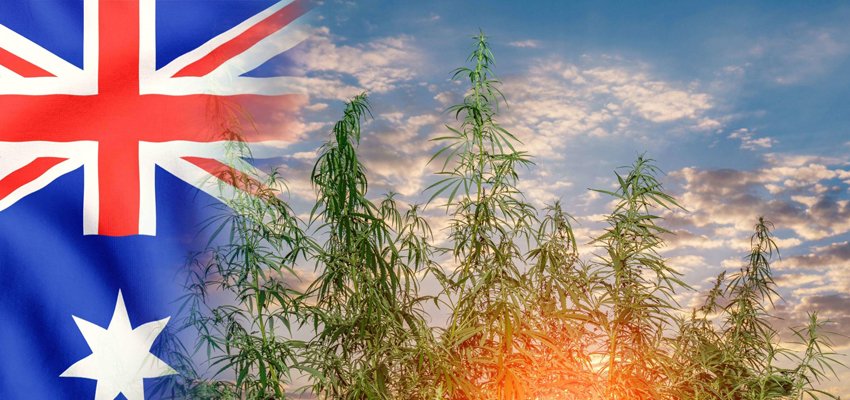 Understanding Georgia's Hemp Laws: What You Can Legally Buy Now Understanding Georgia's Hemp Laws: What You Can Legally Buy Now