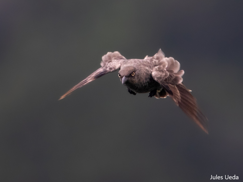 Understanding Rare Seabirds: The Work Of Te Ipukarea Society Understanding Rare Seabirds: The Work Of Te Ipukarea Society