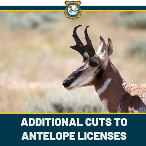 UW Documentary Highlights Pronghorn Survival Following Devastating Winter UW Documentary Highlights Pronghorn Survival Following Devastating Winter