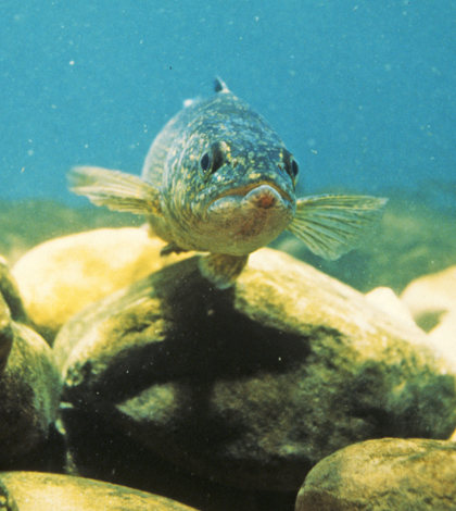 Walleye Credit Reduction: Restructuring Commodities Teams For Core Group Success Walleye Credit Reduction: Restructuring Commodities Teams For Core Group Success