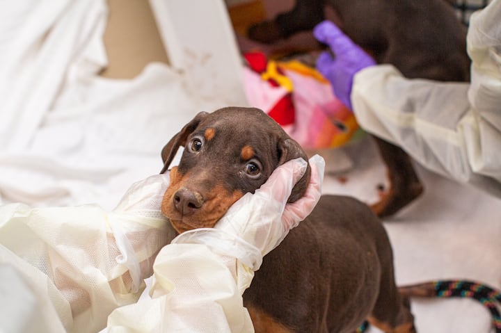 Washington County Breeder's 49 Dogs Removed: Animal Welfare Concerns Washington County Breeder's 49 Dogs Removed: Animal Welfare Concerns
