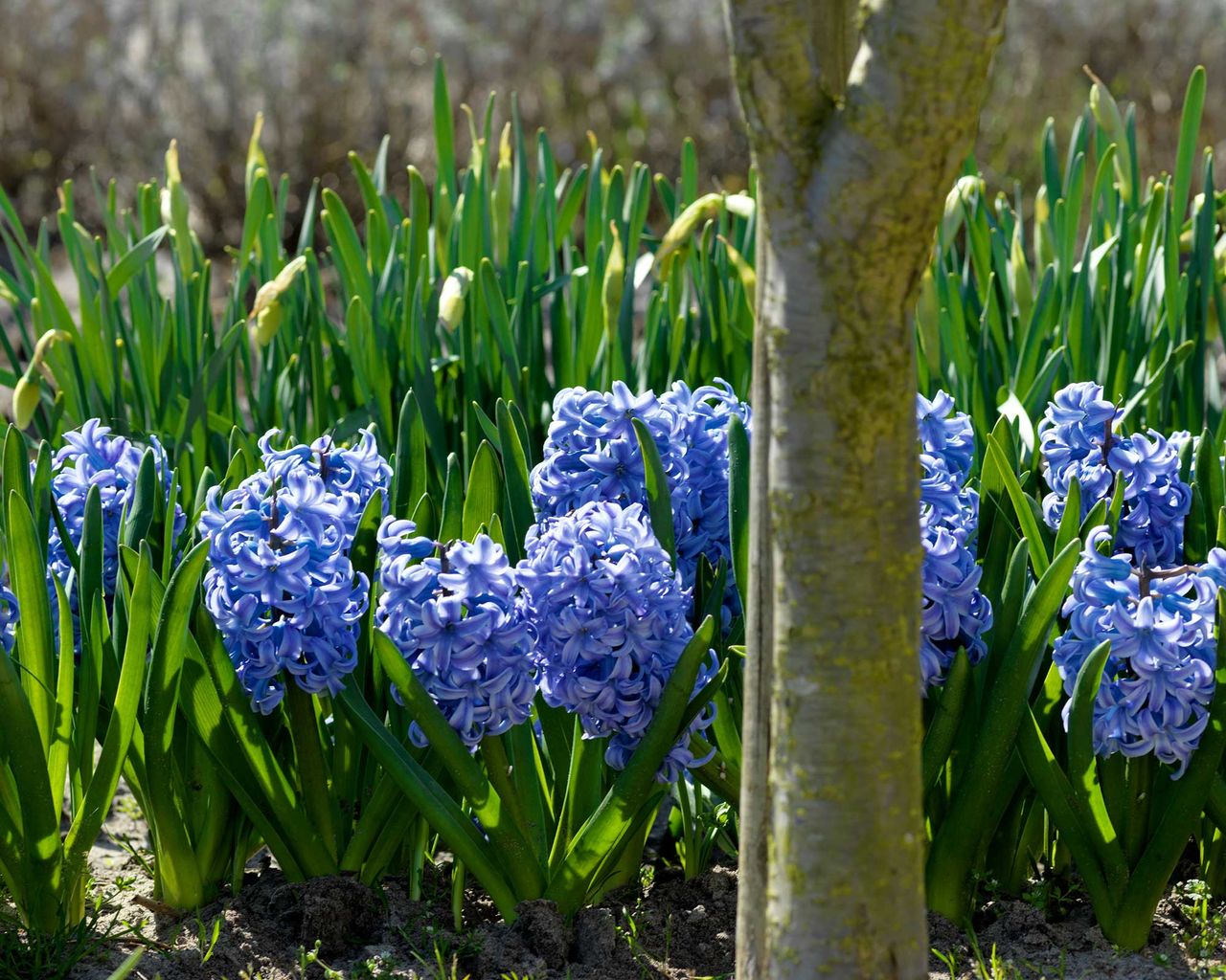 When To Plant Hyacinth Bulbs For Beautiful Spring Blooms