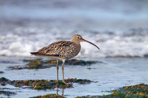 Winterwatch 2024: Dates, Locations, And What To Expect Winterwatch 2024: Dates, Locations, And What To Expect