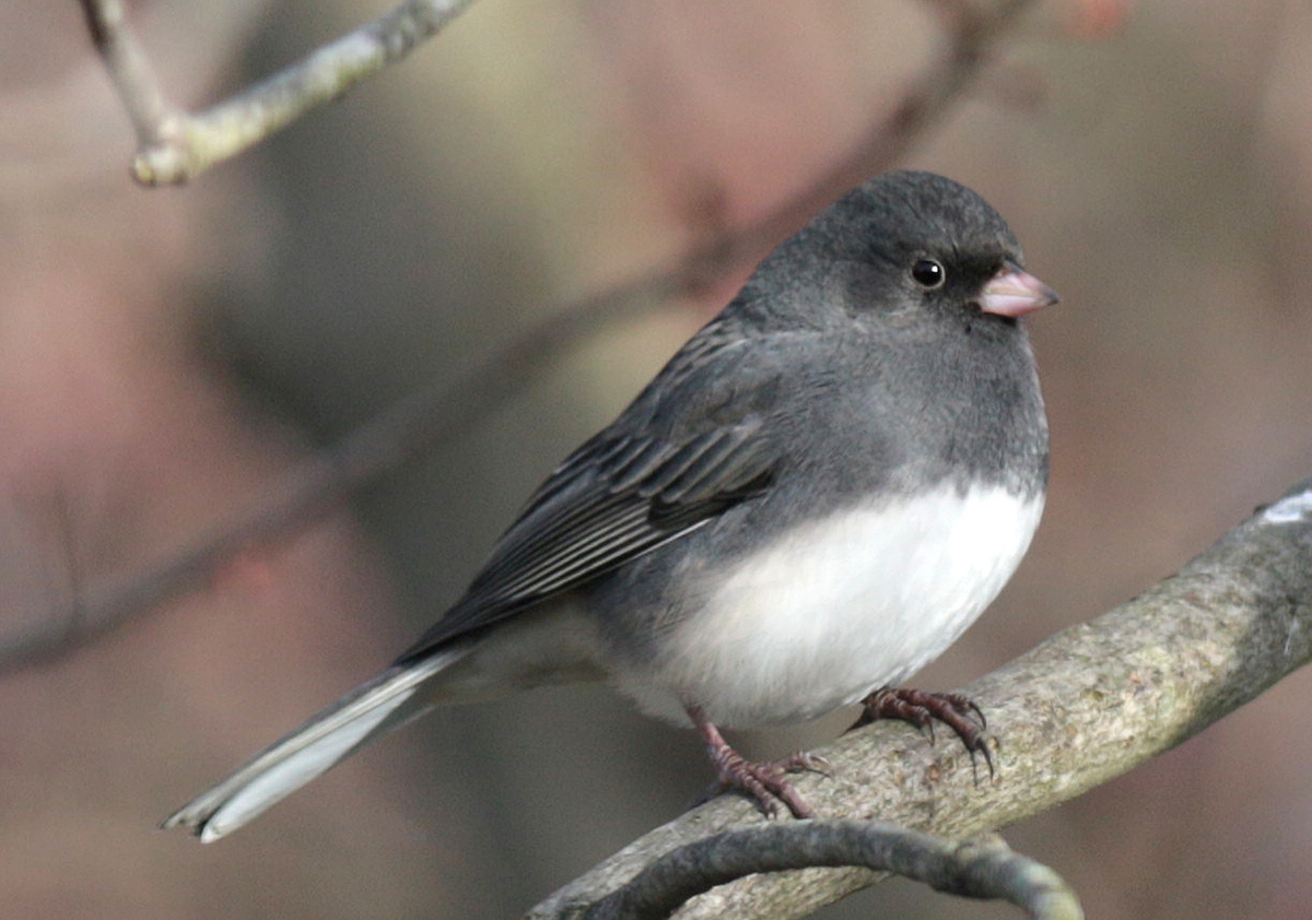 Winterwatch: Identifying Common Winter Birds Winterwatch: Identifying Common Winter Birds